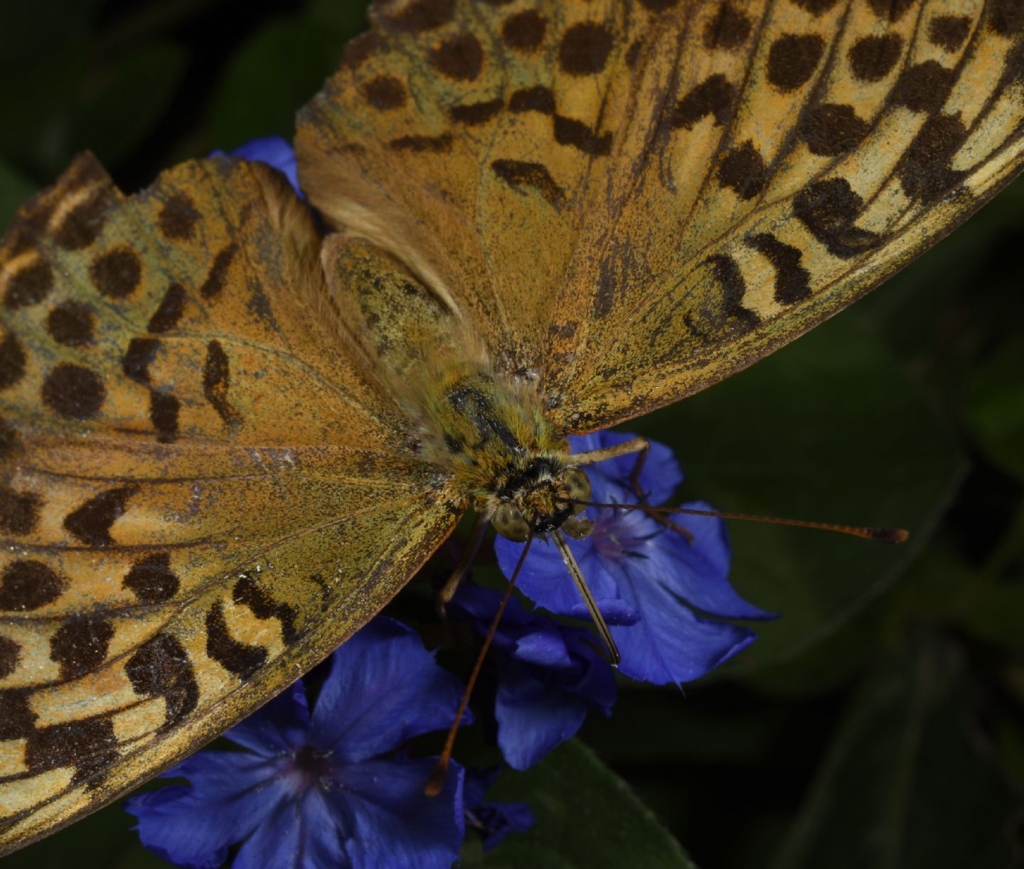Richiesta classificazione: Argynnis (Argynnis) paphia f. valesina - Nymphalidae